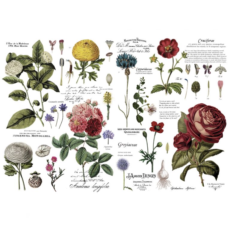 Transferfolien | Redesign Transfer - Vintage Botanical